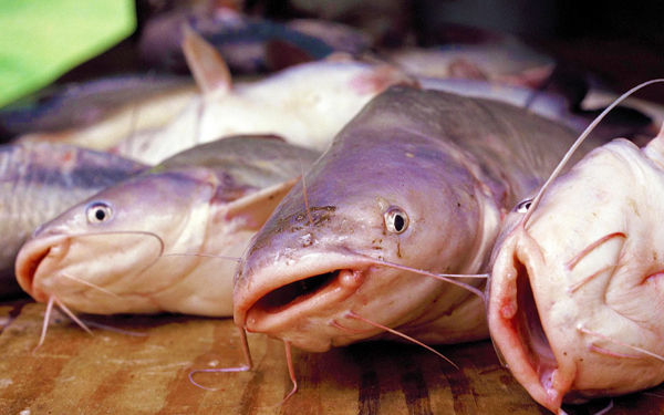 Suka Makan Ikan Keli? Ini 5 Khasiatnya Yang Ramai Orang Tak Tahu!